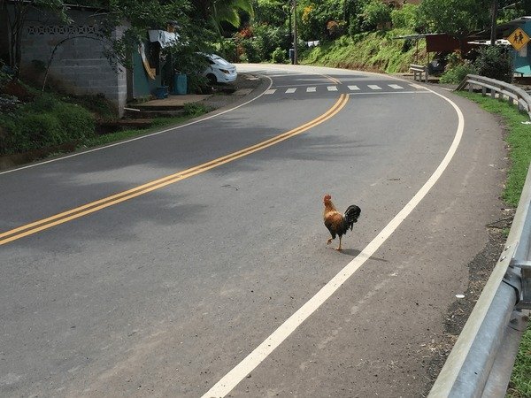 Juego chicken road in Spain
