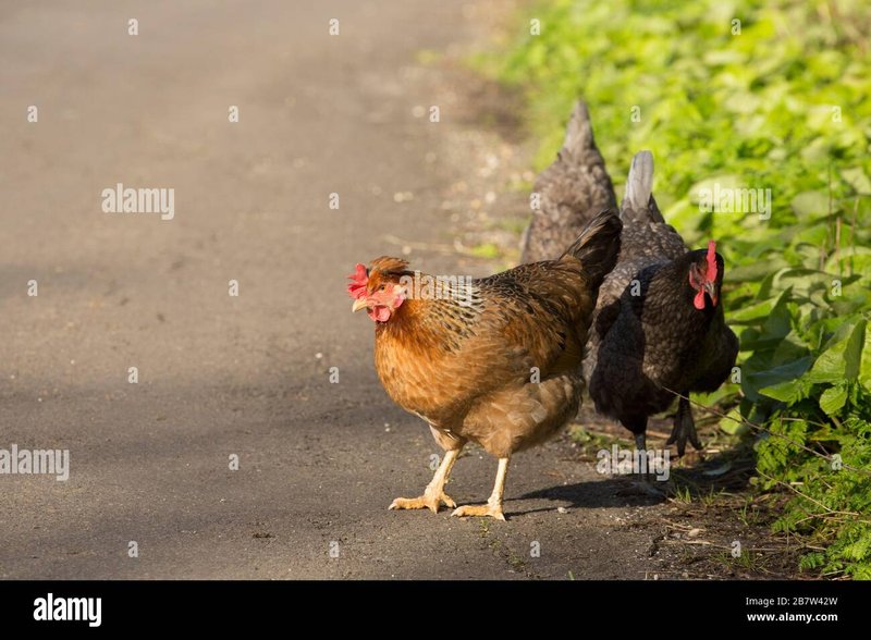 Netherlands - chicken road spel