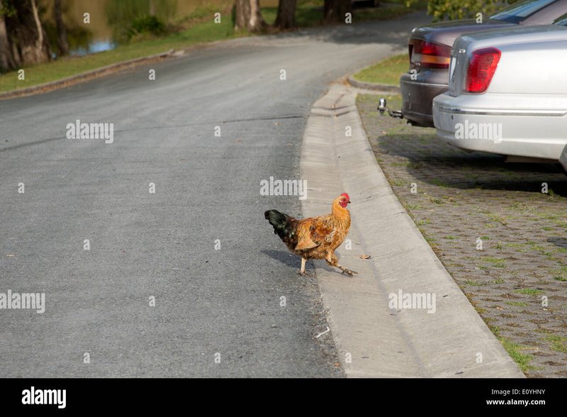 Chicken road online in Netherlands